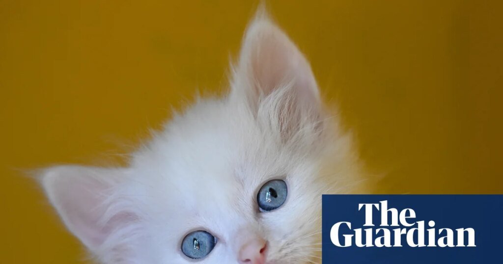 Thursday news quiz: a PM’s nose, a pop star’s clothes, and a kitten with too many toes | Life and style